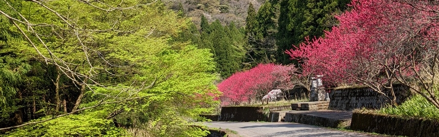 しだれ桜実況中継4月19日　ハナモモ散り始め