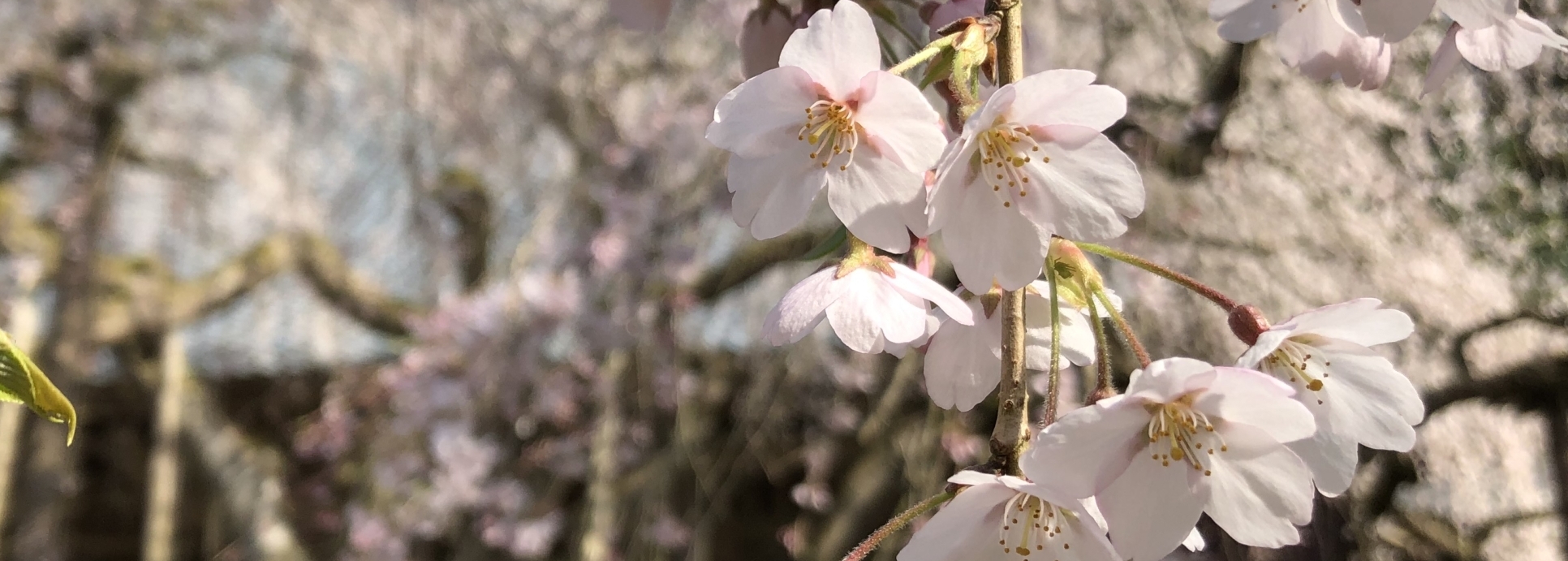 しだれ桜 満開 ３月３１日