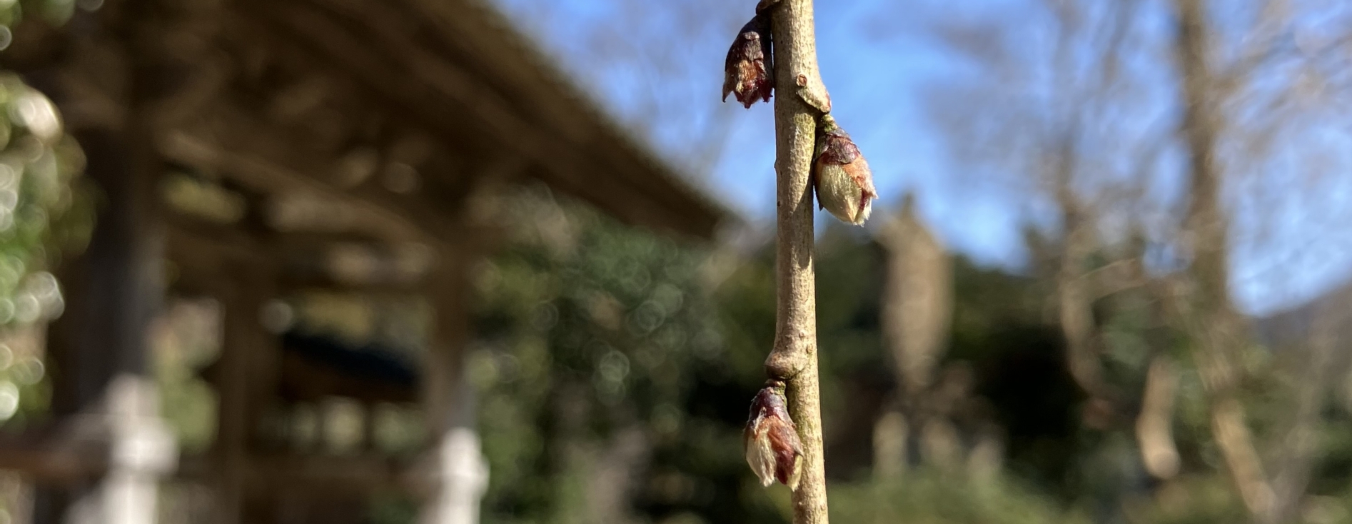 しだれ桜実況中継　開花予想