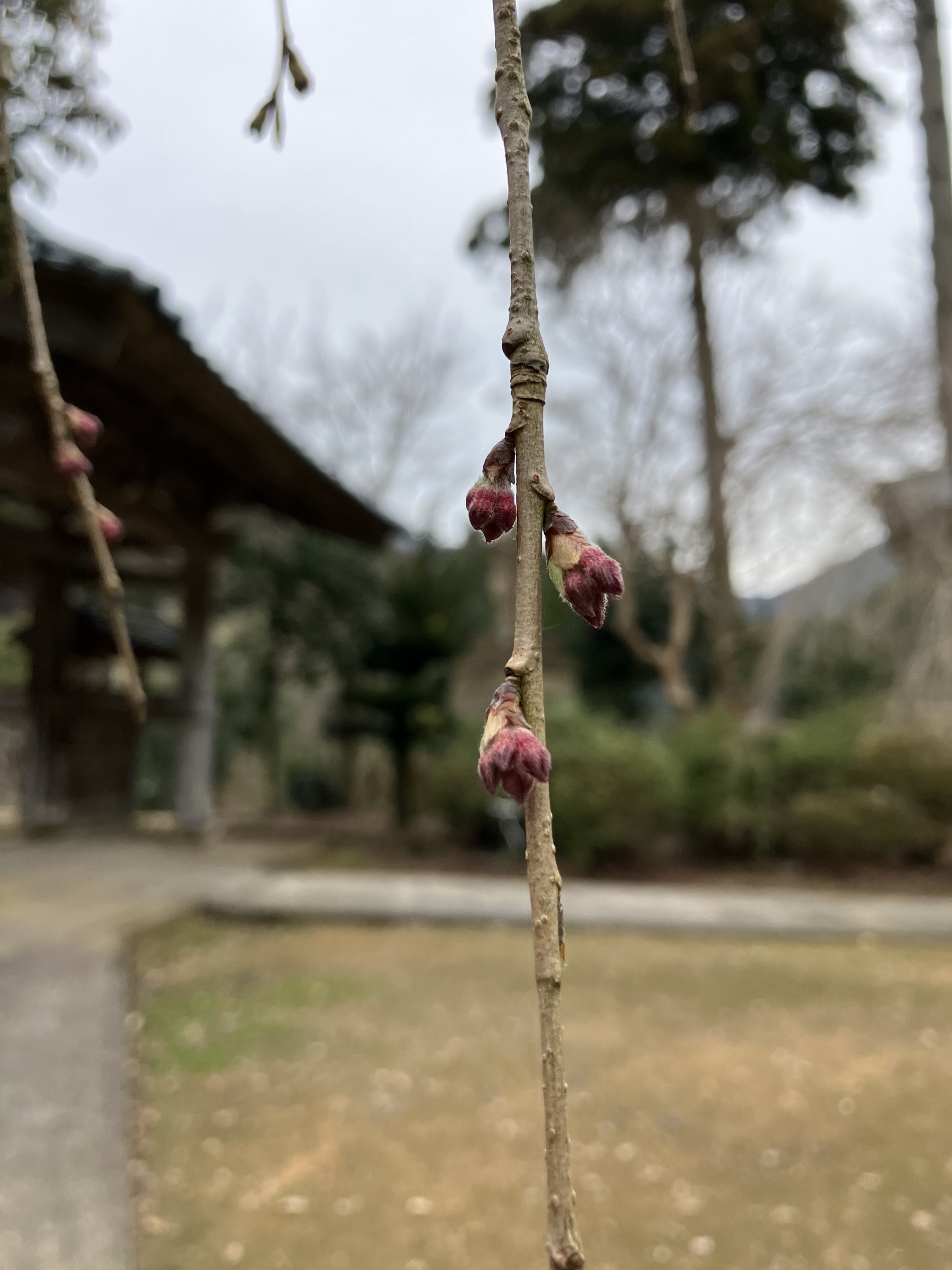 しだれ桜実況中継　３月２５日
